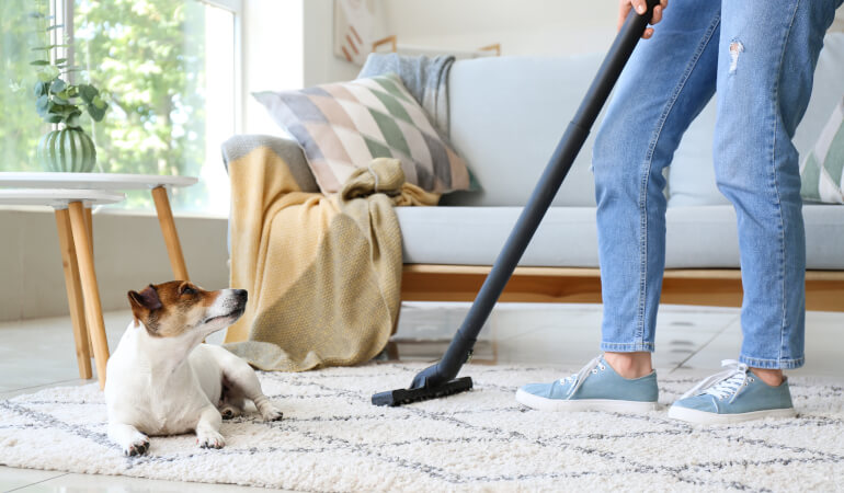 How to Get Rid of Pet Hair From Carpets and Furniture
